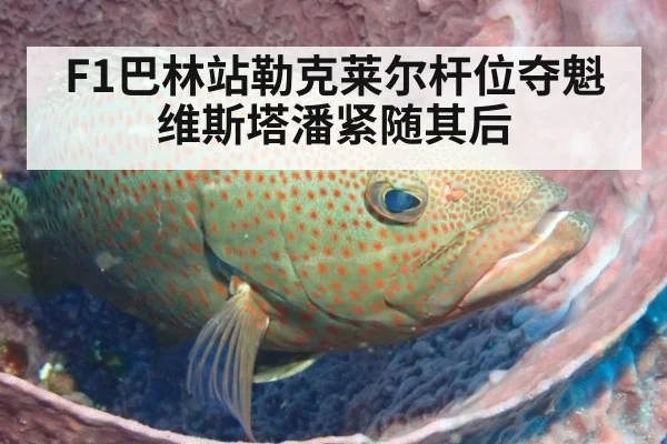 F1巴林站勒克莱尔杆位夺魁维斯塔潘紧随其后